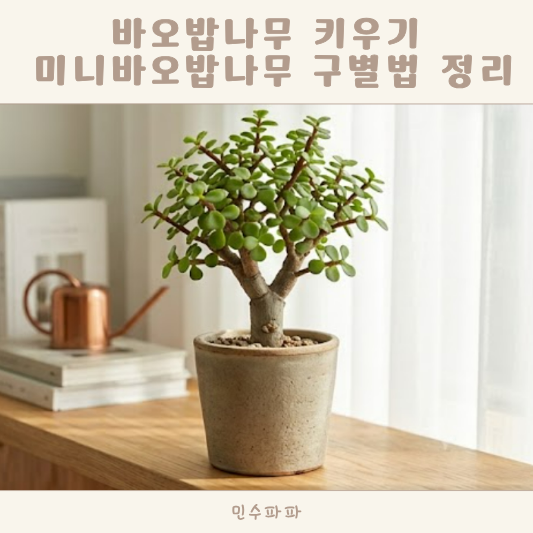 바오밥나무 키우기 미니바오밥나무 구별법 정리