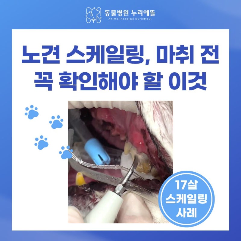 17살 강아지 스케일링, 노견마취 전 무엇을 확인해야 할까요? 마포 강아지 치과 치료 사례