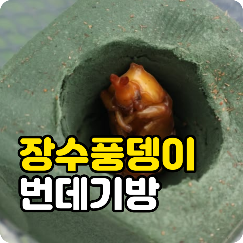 장수풍뎅이 키우다 갑자기 생긴 번데기방, 건드려도 될까?