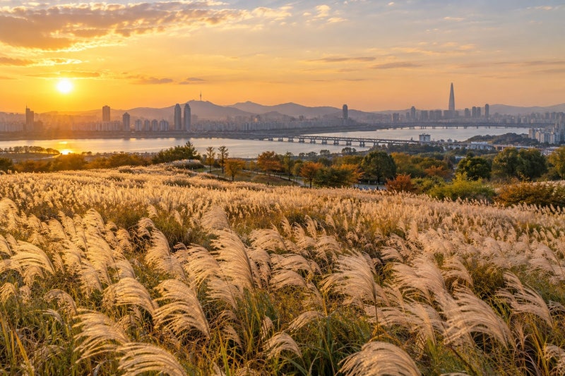 2026 서울억새축제 하늘공원, 일정·주차·맹꽁이차 동선