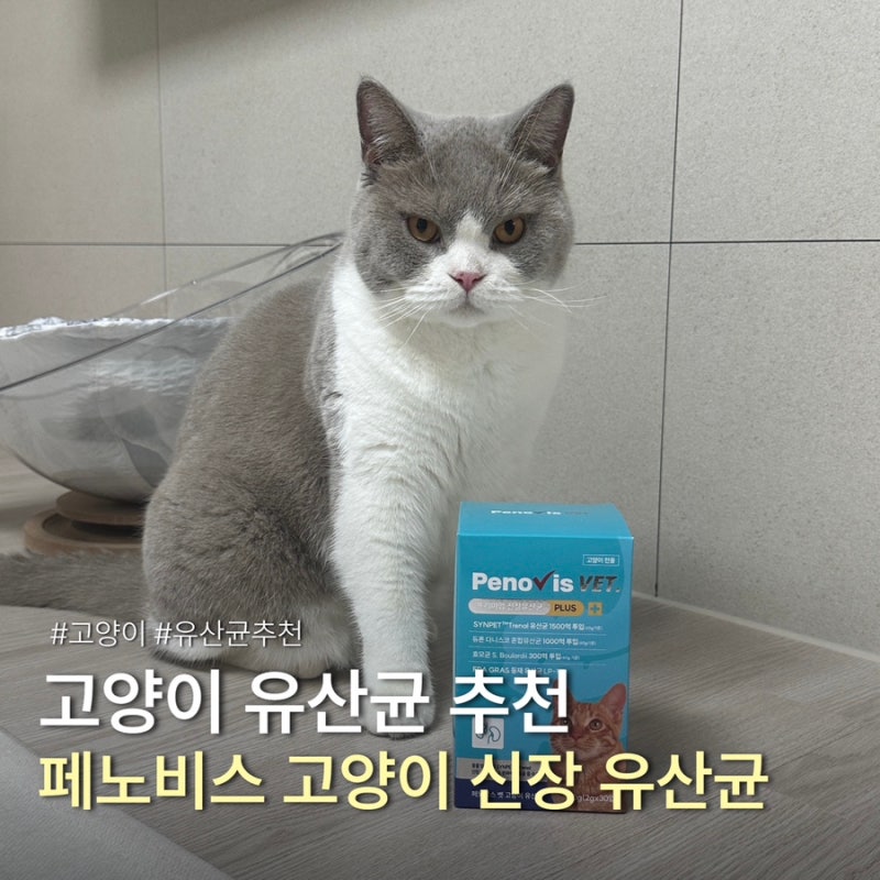 고양이 신장 유산균 추천 업그레이드된 페노비스, 신장 건강 챙기기