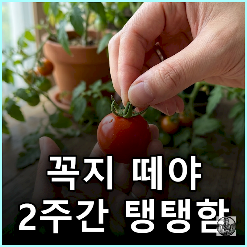 방울토마토 꼭지 떼고 보관할까 2주 지나도 탱탱한 보관법