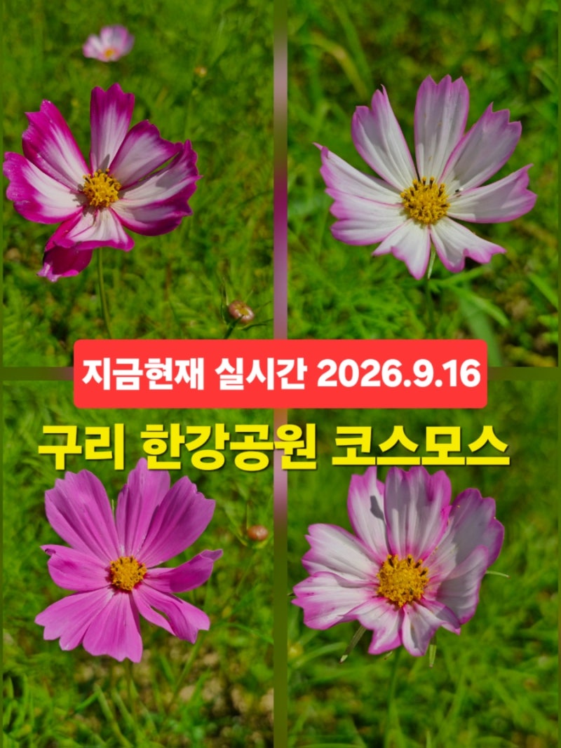 구리 한강시민공원 코스모스 축제 구리 가볼만한곳 한강공원 실시간