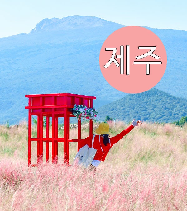 9월 제주도 휴애리 제주 핑크뮬리 명소 실시간
