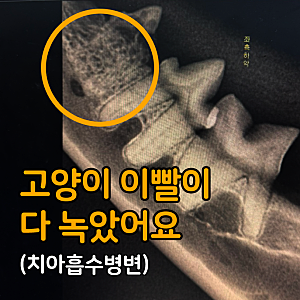 고양이 이빨 녹음 치아흡수성병변 발치 수술 비용과 치료 후기