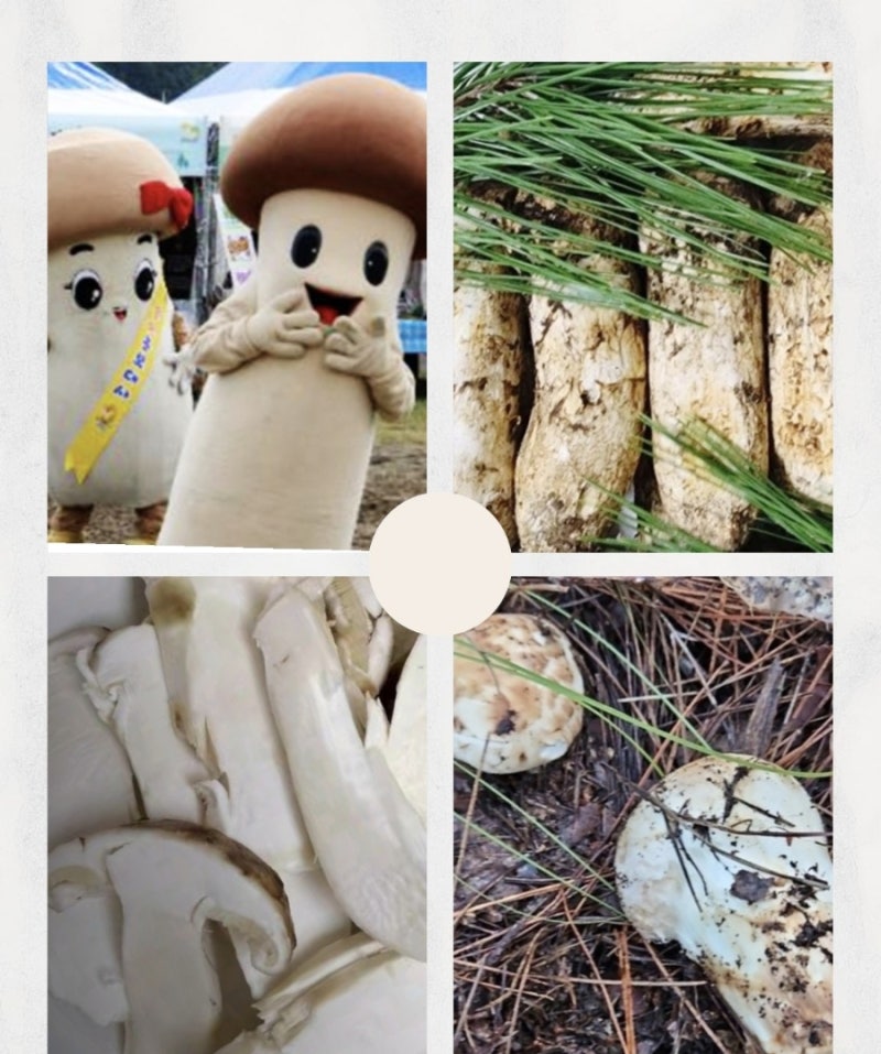 강원도 양양 축제10월 송이축제 연어축제 송이연어축제 가을축제 일정 자연산송이버섯 송이....