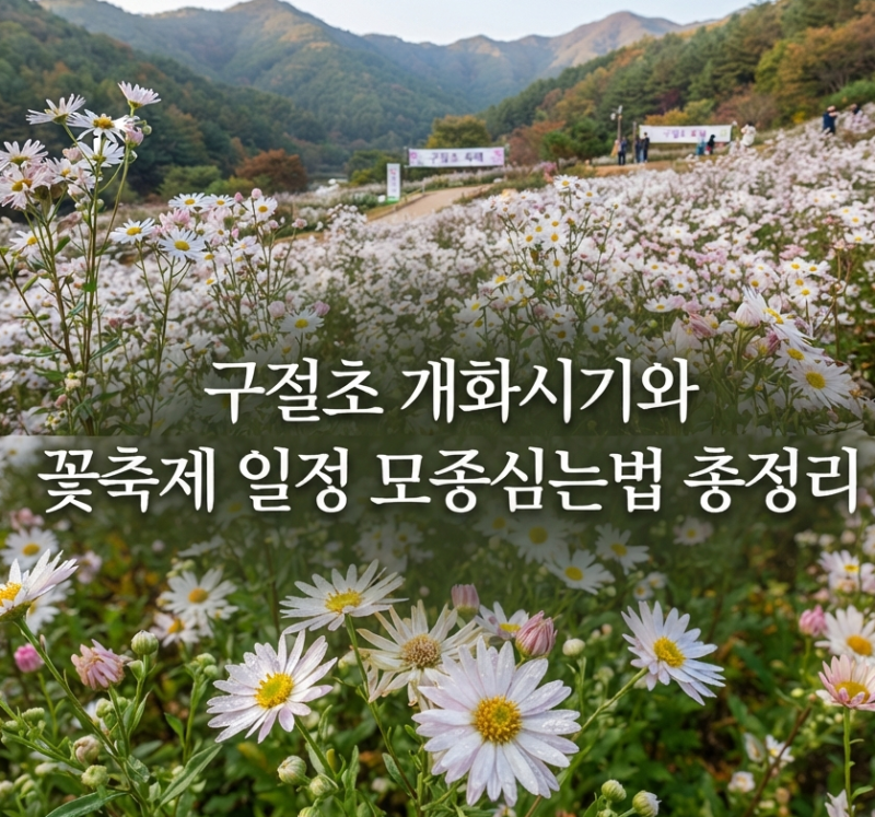 구절초 개화시기 언제일까? 전국 꽃축제 일정부터 모종 심어서 키우는 방법 총정리
