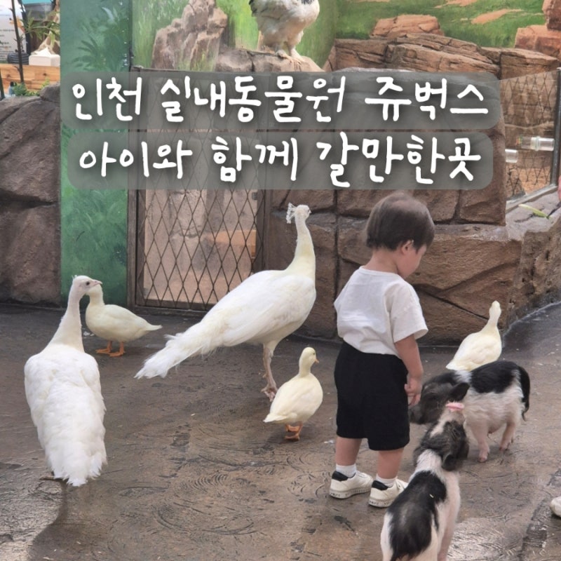 Jubucks Indoor Zoo in Seochang-dong, Songdo, Incheon: A Special Experience for Kids