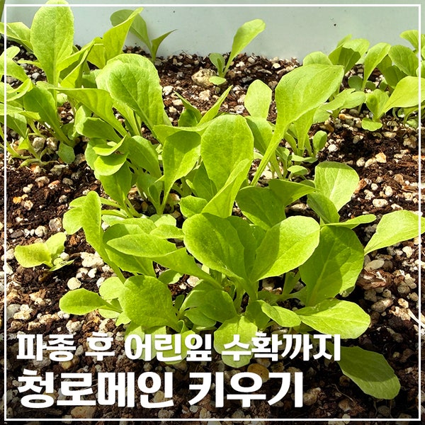 청로메인 키우기｜상추 새싹 성장과정, 파종 후 어린잎 수확까지