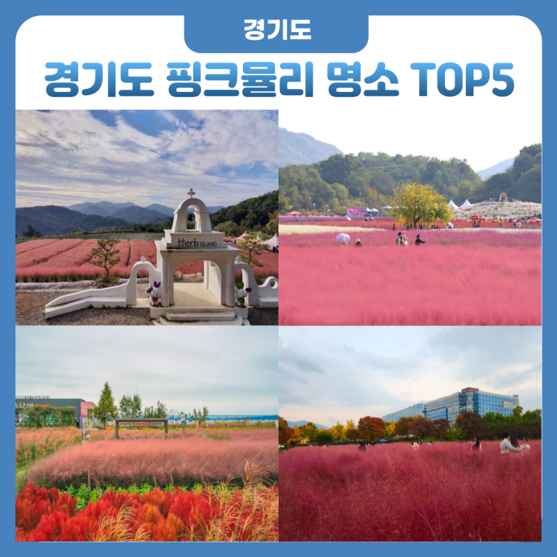 경기도 핑크뮬리 명소 TOP5 개화 시기 및 가볼 만한 곳 총정리