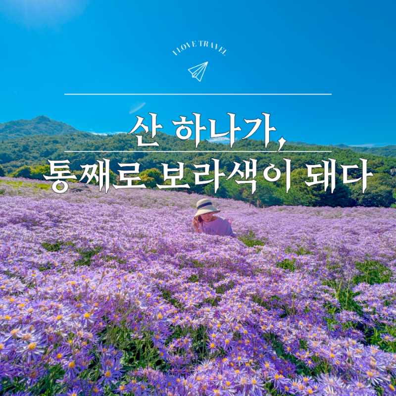 "산 하나가 온통 보라빛?" 문경 개미취 축제 봉천사 vs 문희농원
