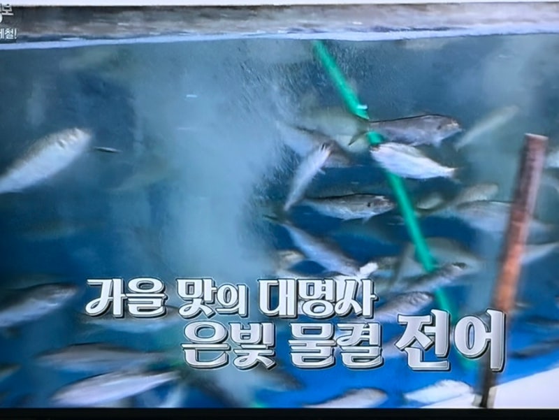 "9월 중순부터 10월 중순이 전어 먹기 골든타임이라는 이유"… 생생정보 제철