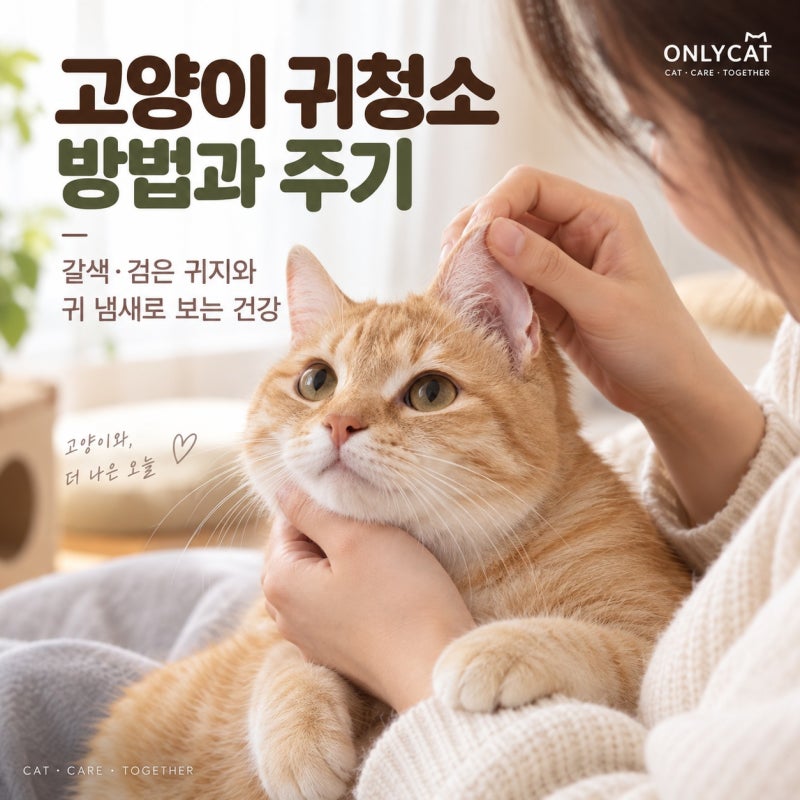 고양이 귀청소 방법과 주기, 갈색·검은 귀지와 귀 냄새로 보는 건강