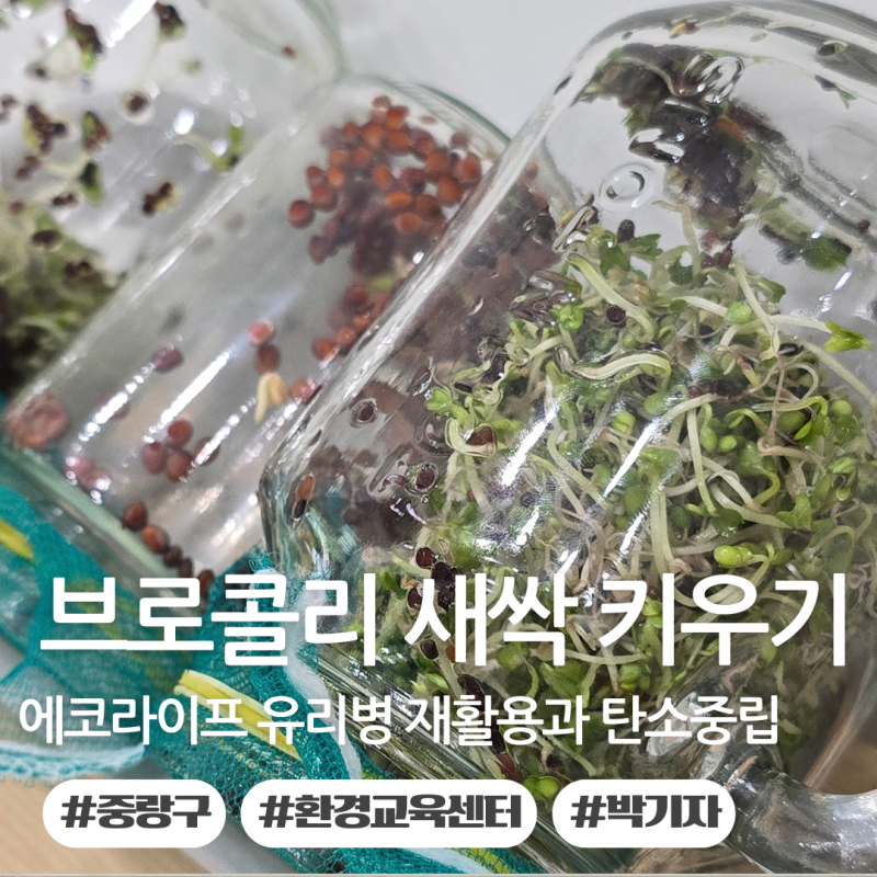 새싹채소 브로콜리 키우기 유리병으로 키워보는 에코라이프 어때요? 중랑구 환경교육센터 ....