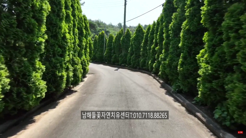 유방암 바로알기 #49간수치 높으면 유방암 간전이일까요? 오른쪽 윗배 통증·황달, 간전이 증....
