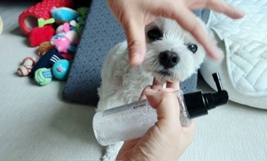 강아지 치석 스프레이 13년동안 쓰고 정착한 유어벳 덴탈 스프레이
