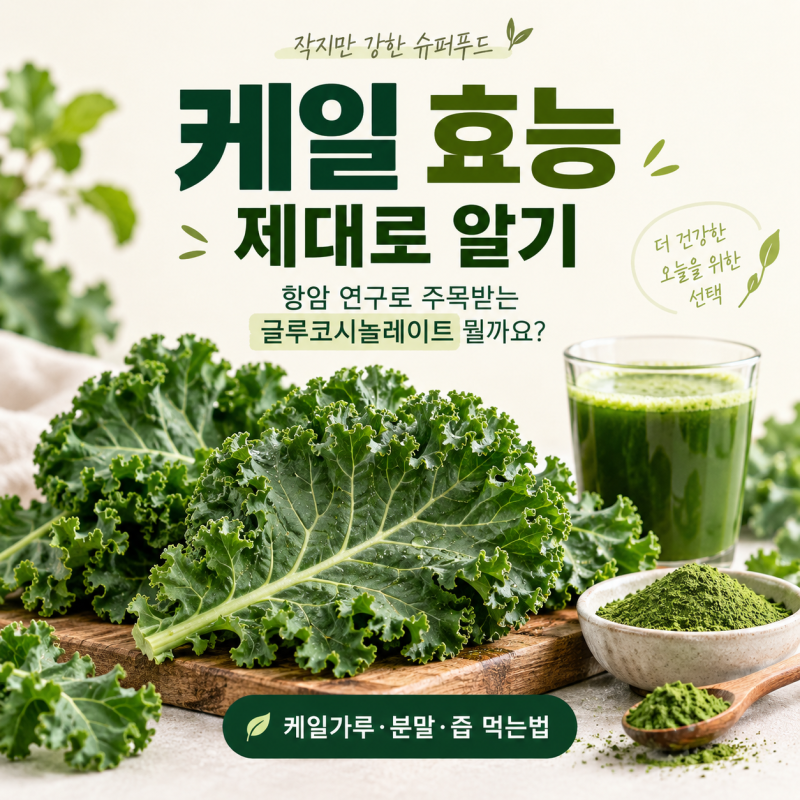 케일 효능 제대로 알기: 항암 연구로 주목받는 글루코시놀레이트 뭘까요? 케일가루·분말·즙....