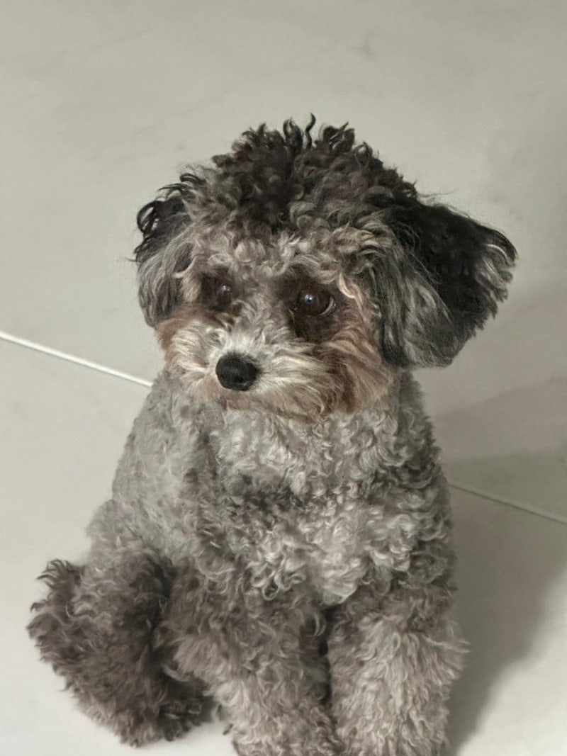 [마이펫닥터] 강아지사료 저알러지 처방식 눈물사료 내돈내산 후기