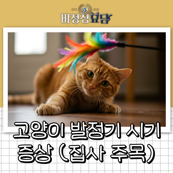 고양이 발정기 시기 증상 | 고양이 발정기 특징과 대처법, 소리 지르는 이유와 중성화 적기
