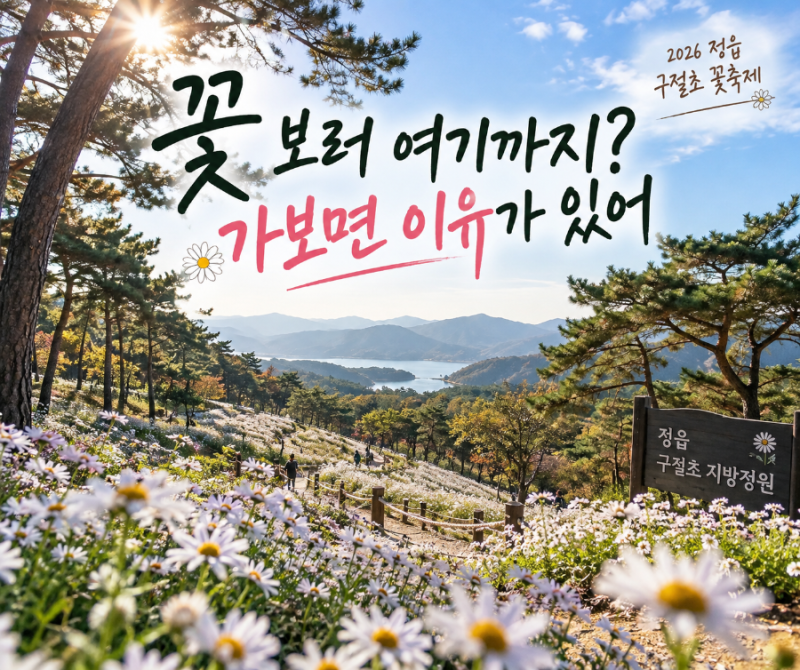 꽃 보러 정읍까지? 2026 정읍 구절초 꽃축제 가볼 이유