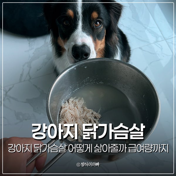 강아지 닭가슴살 어떻게 삶아줄까 급여량까지