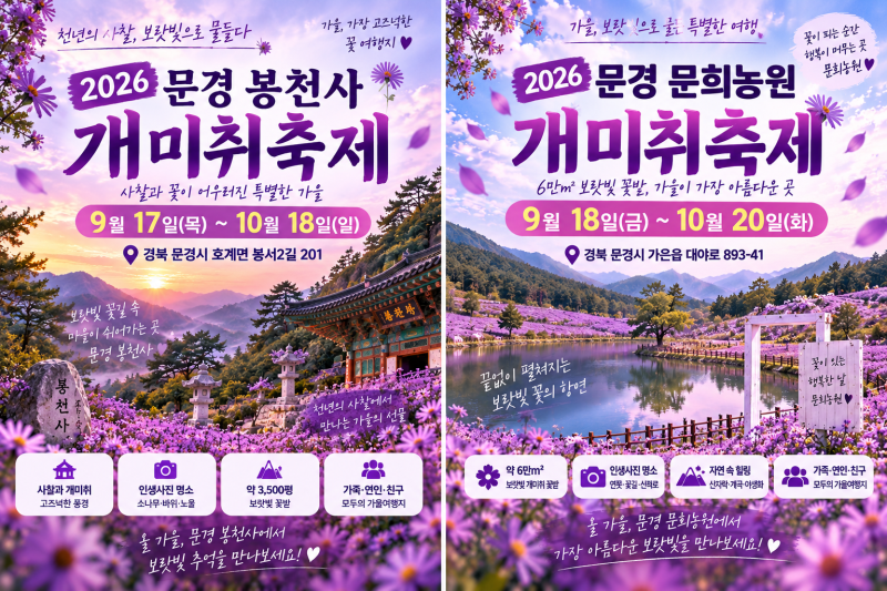 2026 문경 개미취축제｜~10월20일(화)까지｜문희농원·봉천사 비교, 개화상황·6만㎡ 보랏빛 꽃....