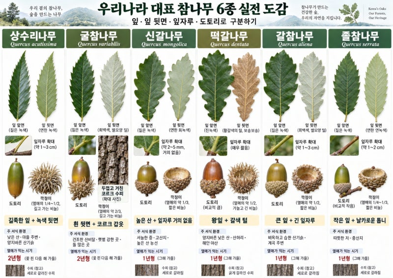 우리나라 대표 참나무 6종 완벽 정리, 상수리, 굴참, 신갈, 떡갈, 갈참, 졸참