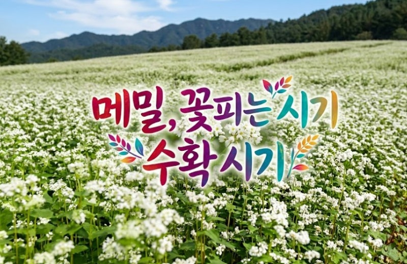 메밀 꽃 피는 시기 수확 시기 효능과 먹는 법 정리