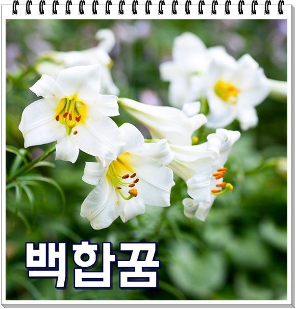 백합꽃꿈 해몽 백합꽃밭꿈 독특한 상황별 풀이 보기