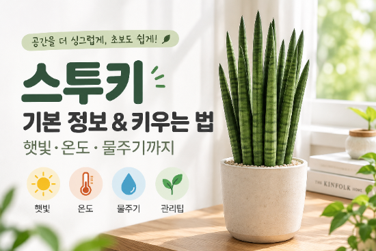 스투키 꽃말·키우는 법｜햇빛·온도·물주기까지 초보자 기본 관리법