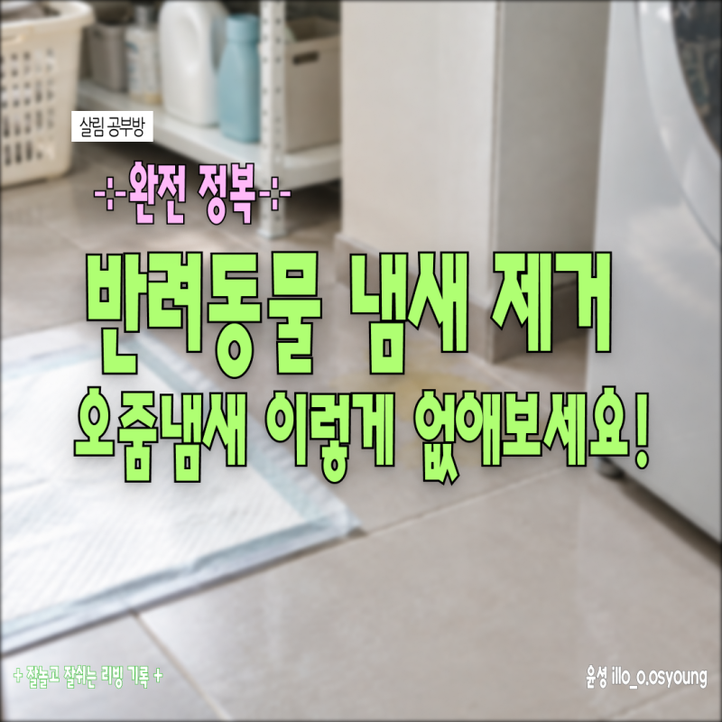 반려동물 오줌 냄새 안 없어지는 이유, 효소세정제로 냄새 제거 방법