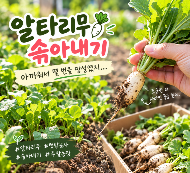 알타리무 솎아내기 3주차, 아까워서 몇 번을 망설였네요｜텃밭 알타리무 키우기