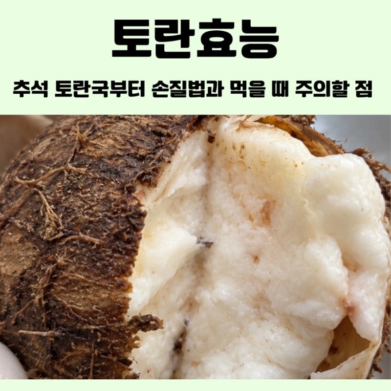 토란효능, 추석 토란국부터 손질법과 먹을 때 주의할 점