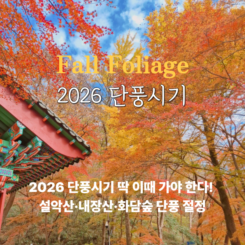 2026 단풍시기 총정리 설악산 내장산 화담숲 강원도 단풍시기