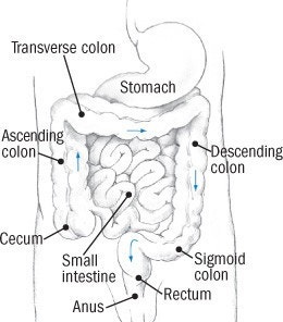 과민성대장증후군 Irritable Bowel Syndrome IBS: 의료진, 병원, 진료·연구 디렉토리 2026