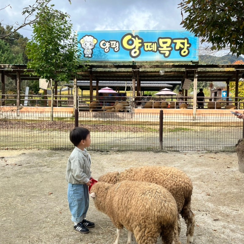 양평 아이랑 가볼만한곳 양평 양떼목장 먹이주기 체험 후기 서울근교 나들이 추천