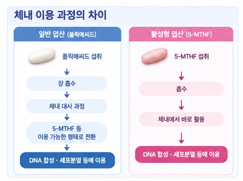 활성형 엽산과 일반 엽산의 차이점! 효능도 함께 알아봐요.