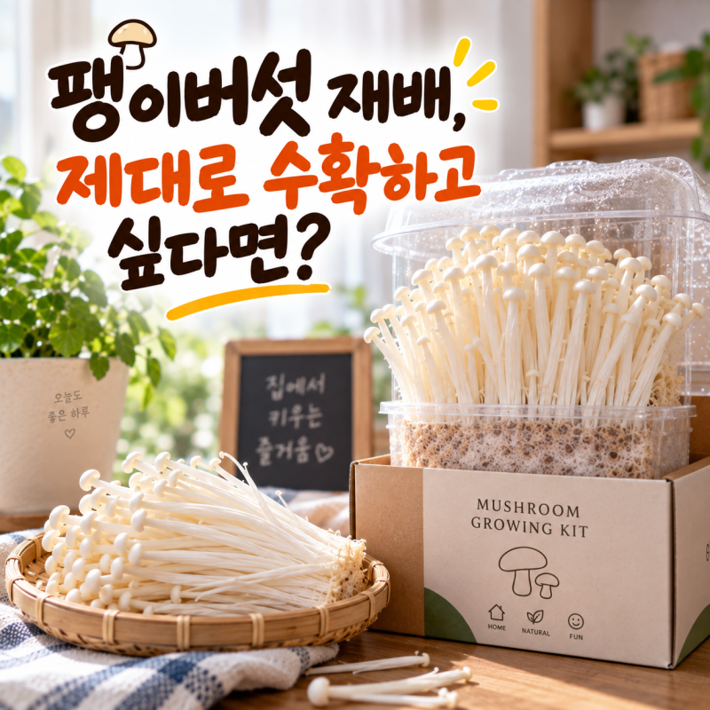 팽이버섯키우기 집에서 버섯키우기 방법, 정말 수확될까요?