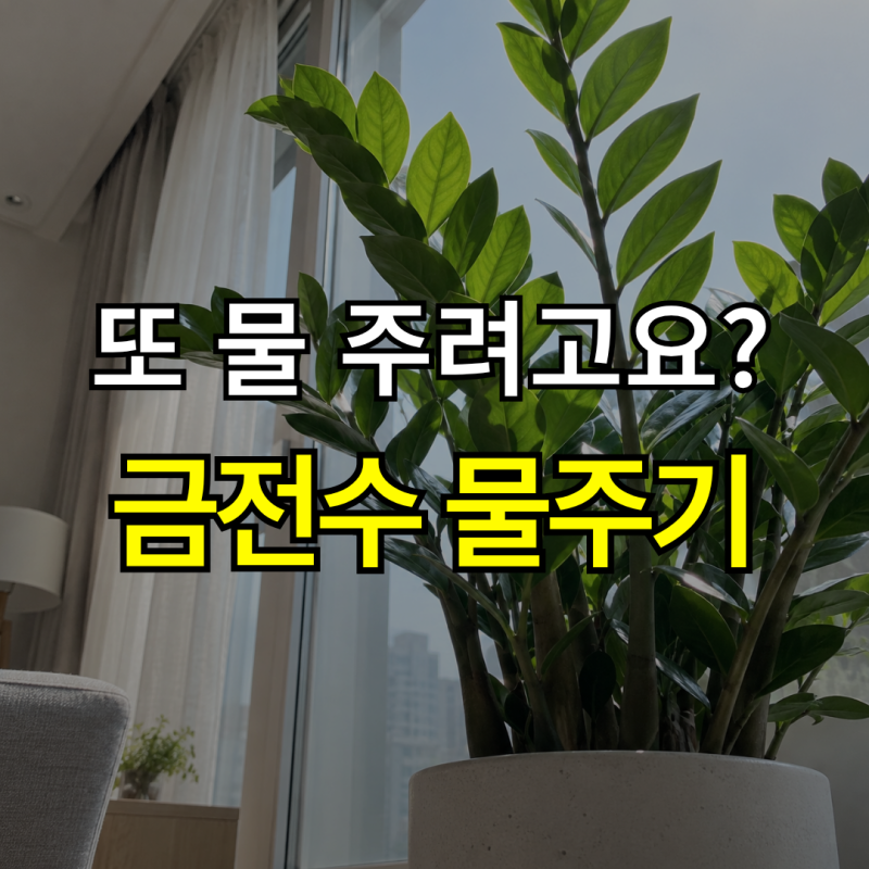 “물을 자주 주면 안 된다고?”금전수 물주기, 간격과 관리방법