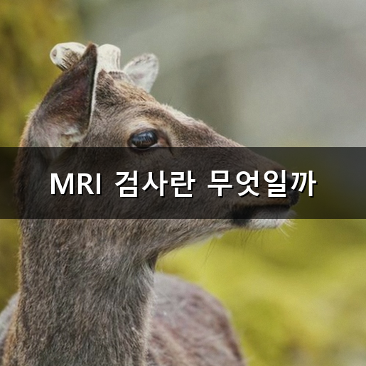 MRI 검사 왜 소리가 그렇게 클까? 소음 원인과 준비 사항