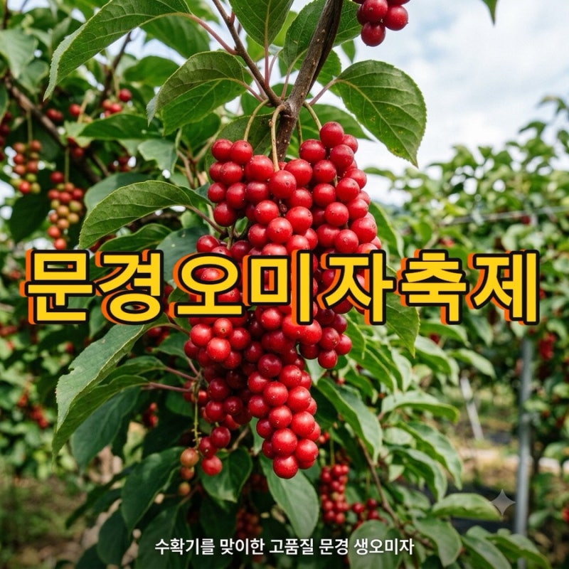 추석 연휴 가볼만한 곳 : 2026 제22회 문경 오미자축제 일정
