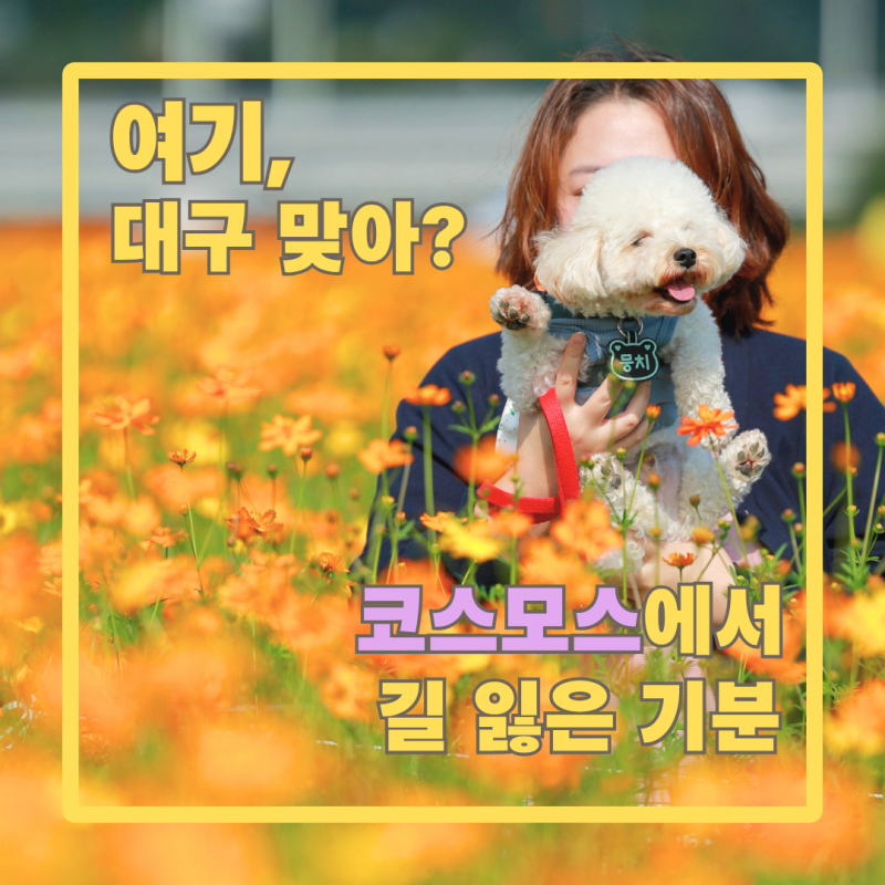 대구 하중도 코스모스밭, 강아지랑 가보니 완전 딴 세상이었어요!