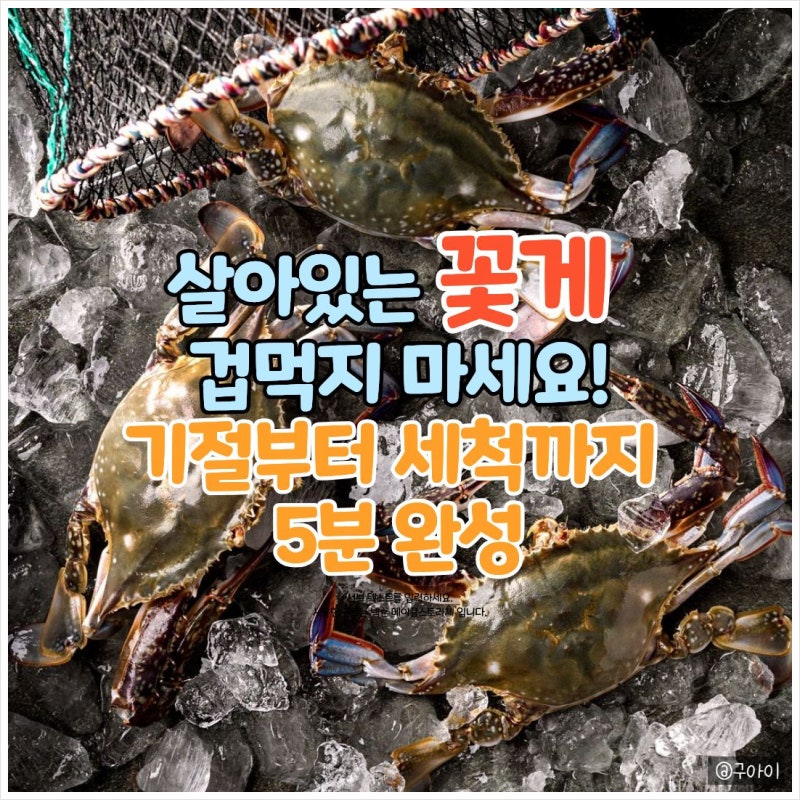 가을 꽃게 손질법: 살아있는 꽃게 기절시키는 법부터 세척, 보관까지 총정리