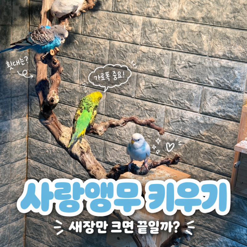 사랑앵무 키우기 준비물, 앵무새 용품 새장 기준과 횟대 필요한 이유