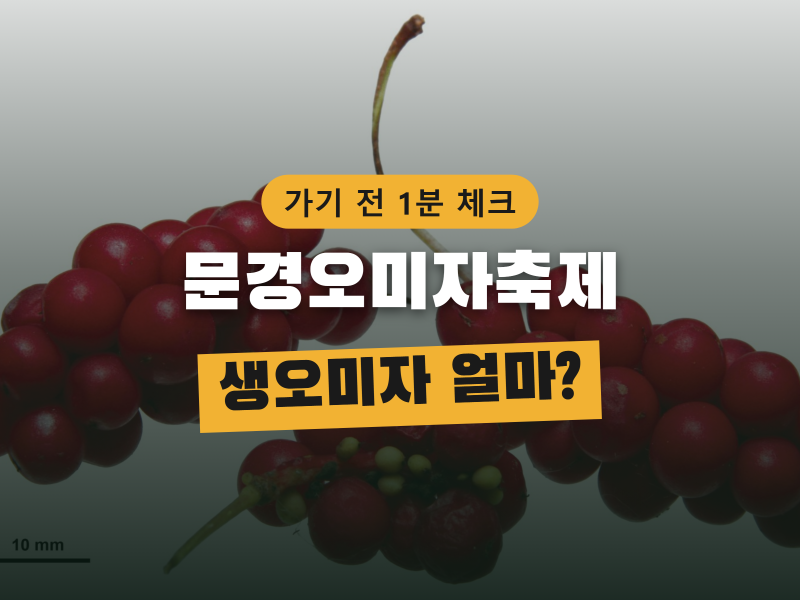 문경오미자축제, 생오미자 가격과 오미자청 요령