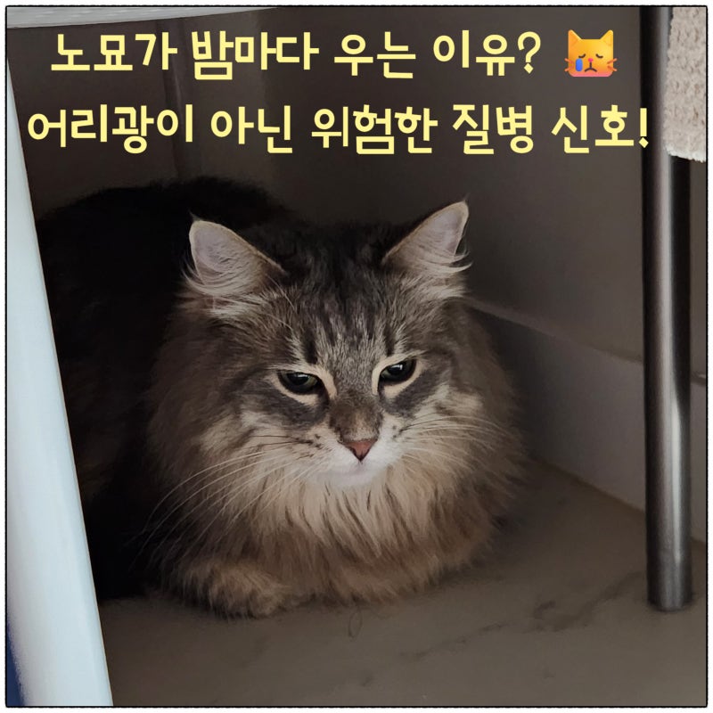 고양이 새벽울음 노묘 밤에 우는 이유! 고양이 치매 및 질병 신호 대처법