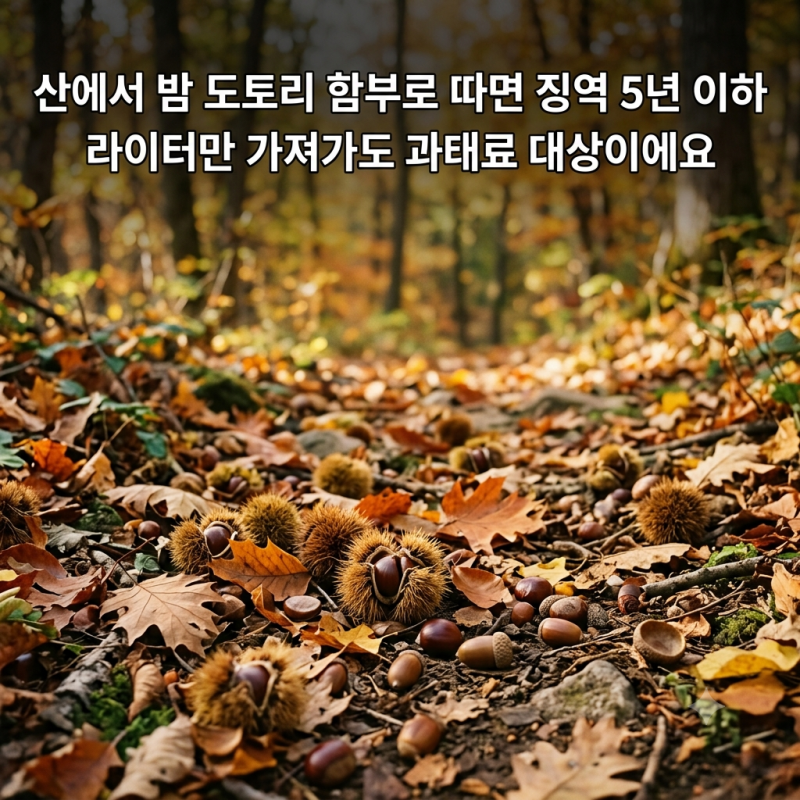 산에서 밤 도토리 함부로 따면 징역 5년 이하, 라이터만 가져가도 과태료 대상이에요