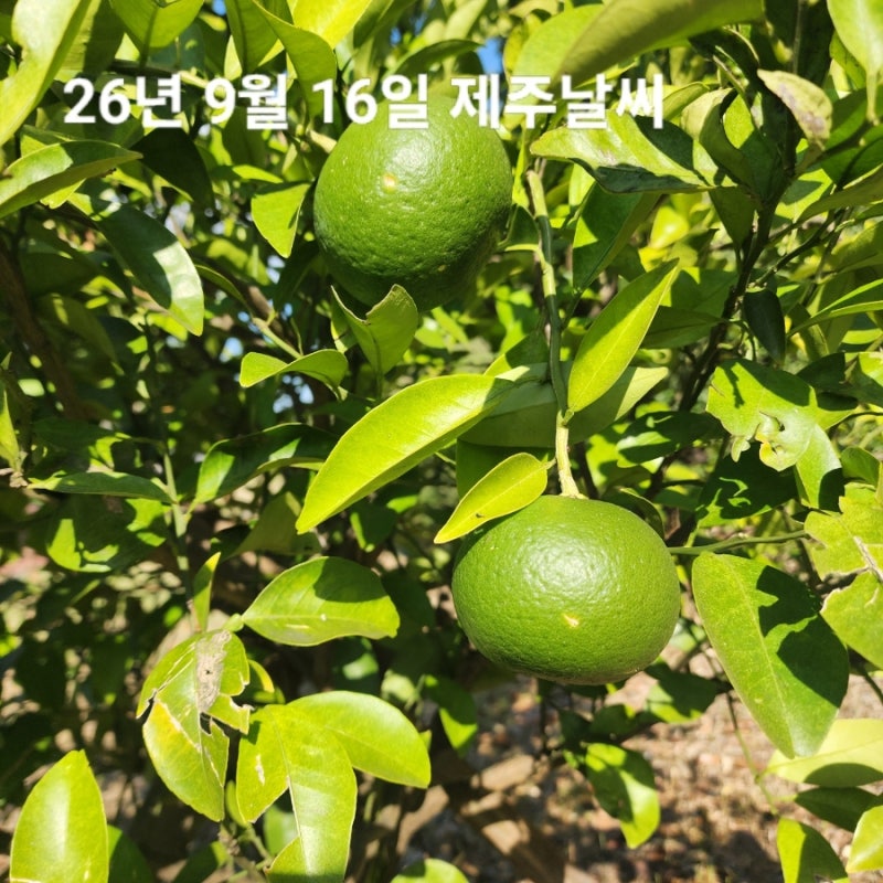9월 16일 제주도 날씨 서귀포 실시간 옷차림 이번주 비 한라산 주말 예보