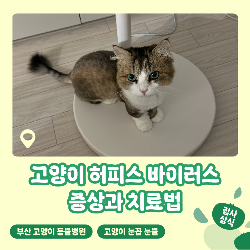 성묘 고양이 허피스 바이러스 증상과 치료 방법 부산 동물병원 방문