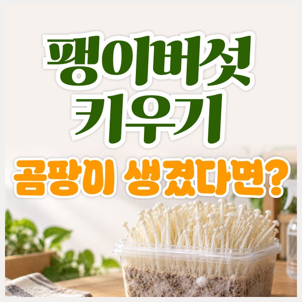 팽이버섯 키우기 곰팡이 생겼다면? 구별법과 대처 방법 4가지